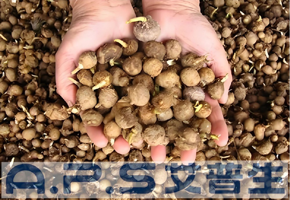 【艾普生A.P.S】中藥材烘干知識普及【一】：科學(xué)合理的半夏烘干工藝